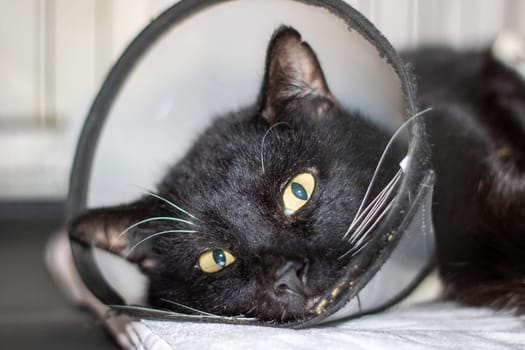 A black Felidae, a carnivorous animal, with a plastic cone around its head covering its nose, whiskers, ears, and snout. Small to mediumsized cat with vibrant iris