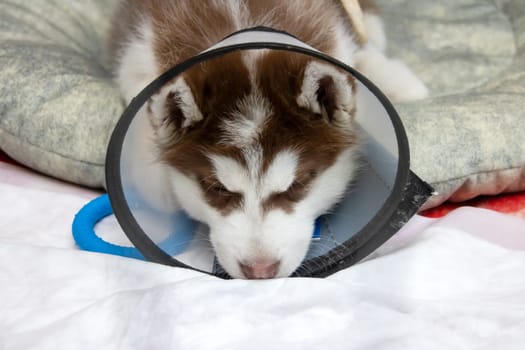 A young husky puppy with a cone around its neck, resembling a Snow Carnivore, with fluffy whiskers and a playful fawn tail, like a member of the Felidae family