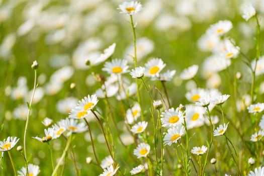 Daisy Chamomile background. Beautiful nature scene with blooming chamomilles in sun flare. Sunny day. Summer flowers