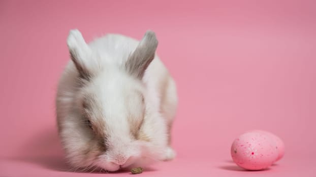 Easter Bunny on a pink background with a painted egg