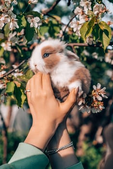 Cute little baby rabbit in hands on blooming spring tree background. Easter bunny symbol. Spring fluffy domestic pet. High quality