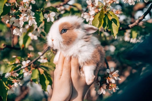 Cute little baby rabbit in hands on blooming spring tree background. Easter bunny symbol. Spring fluffy domestic pet. High quality