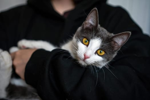A woman is holding a kitten in her arms. The kitten is gray and white. The woman is wearing a black hoodie