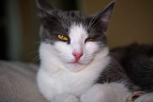 cat with a pink nose and yellow eyes is laying on a bed. The cat appears to be relaxed and comfortable