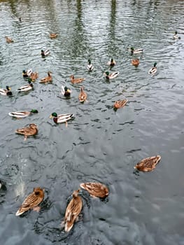 May ducks feeding eating in the park pond . High quality photo