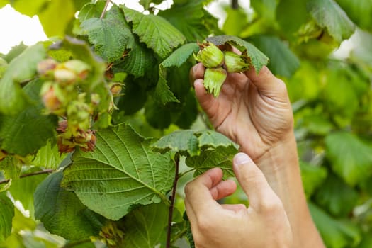 Close-up of man farmer hands plucks collects ripe hazelnuts from a deciduous hazel tree bunch in garden. Growing raw nuts fruit on plantation field. Harvest autumn farm time. Healthy natural eco food