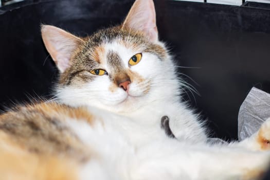 A domestic shorthaired cat with calico fur and yellow eyes is resting inside a black cage. Its whiskers and snout are visible, showcasing its Carnivore nature as a member of the Felidae family