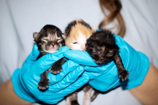 A person in electric blue gloves is cradling three small to mediumsized kittens, providing comfort to the Carnivore Felidae animals with soft fur and whiskers