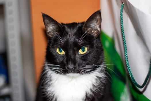 A small to mediumsized Felidae carnivore with black fur, yellow eyes, and whiskers stares at the camera from a window, showcasing its unique and mysterious beauty