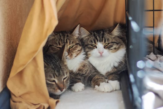 Three Felidae, small to mediumsized cats with whiskers and fur, are sitting in a cage, staring at the camera. One is a domestic shorthaired cat. The cage has a door and is placed next to a tree