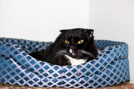 A domestic shorthaired cat with black fur close up, yellow eyes, and a white nose