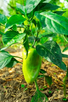 A large green pepper ripens on the bush.