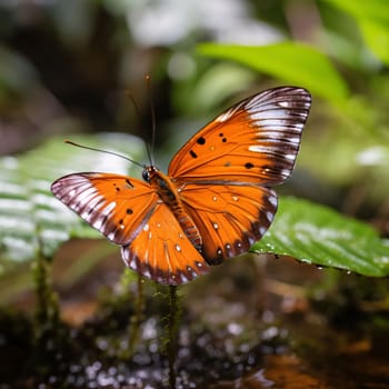 Beautiful spring illustration: Butterfly in the rainforest of Doi Inthanon National Park, Thailand