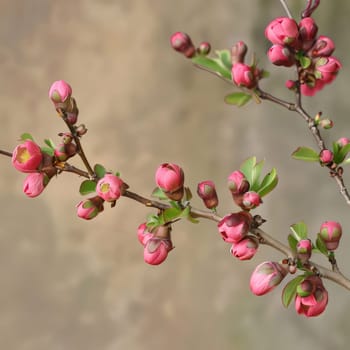 Pink buds and tiny green leaves on a branch smudged background close-up photo. Flowering flowers, a symbol of spring, new life. A joyful time of nature awakening to life.