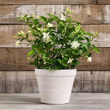 White pot in it white flowers Green leaves, wooden background. Flowering flowers, a symbol of spring, new life. A joyful time of nature awakening to life.