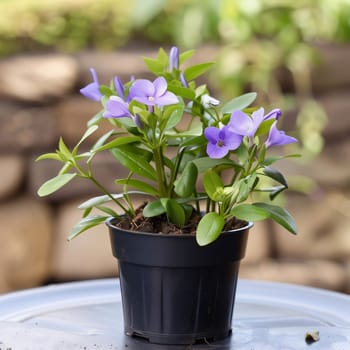 Black pot in it green flowers with purple petals. Flowering flowers, a symbol of spring, new life. A joyful time of nature awakening to life.