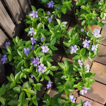 Top view of pots and green leaves and purple flower petals. Flowering flowers, a symbol of spring, new life. A joyful time of nature awakening to life.