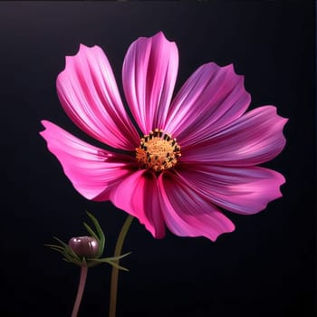 Pink flower with petals on a black background. Flowering flowers, a symbol of spring, new life. A joyful time of nature waking up to life.