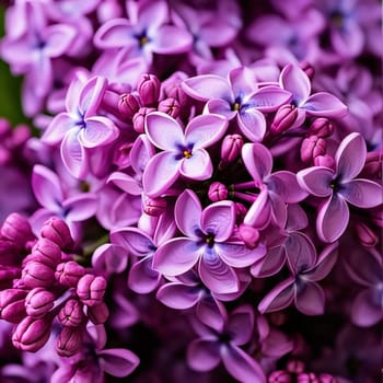 Pink hydrangeas, smudged background, bouquet of flowers. Flowering flowers, a symbol of spring, new life. A joyful time of nature waking up to life.