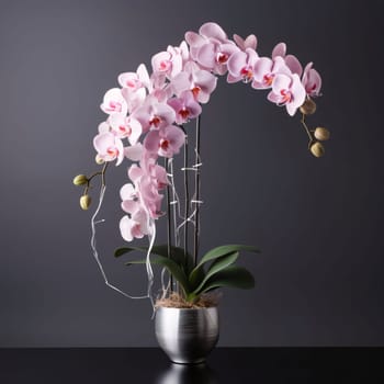 Pink white orchid in a pot on a dark background. Flowering flowers, a symbol of spring, new life. A joyful time of nature waking up to life.