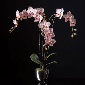 Pink white orchid in a pot on a dark background. Flowering flowers, a symbol of spring, new life. A joyful time of nature waking up to life.