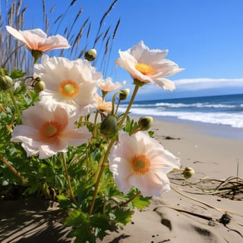 White flowers and buds of green leaves, grass on a sandy beach, by the water. Flowering flowers, a symbol of spring, new life. A joyful time of nature waking up to life.