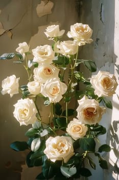A bouquet of white roses on the background of a bright wall. Flowering flowers, a symbol of spring, new life. A joyful time of nature waking up to life.