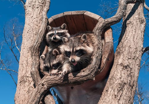 A group of three raccoons is huddled inside the hollow of a tree, with one raccoon reaching out and the others looking on from within.