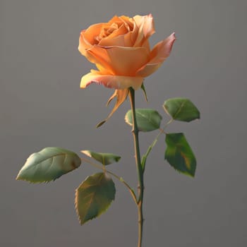 Orange Rose with green leaves on a gray background. Flowering flowers, a symbol of spring, new life. A joyful time of nature waking up to life.Orange, yellow rose with green leaves on a gray background. Flowering flowers, a symbol of spring, new life. A joyful time of nature waking up to life.