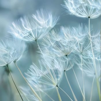Dandelion seeds background. Flowering flowers, a symbol of spring, new life. A joyful time of nature waking up to life.