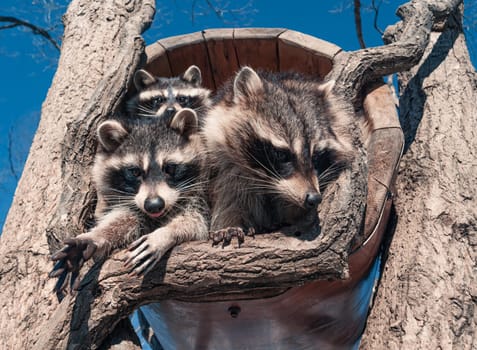 A group of three raccoons is huddled inside the hollow of a tree, with one raccoon reaching out and the others looking on from within.