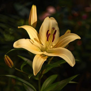 Yellow lily on a dark background close-up view. Flowering flowers, a symbol of spring, new life. A joyful time of nature waking up to life.