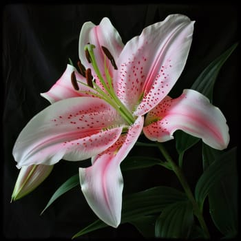 Pink lily with petals on a green stem, dark background. Flowering flowers, a symbol of spring, new life. A joyful time of nature waking up to life.