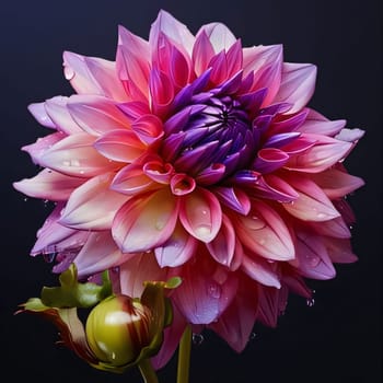 Pink dahlia flower isolated on black. Flowering flowers, a symbol of spring, new life. A joyful time of nature waking up to life.