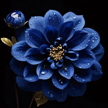 Blue flower with water drops isolated on black background. Flowering flowers, a symbol of spring, new life. A joyful time of nature waking up to life.