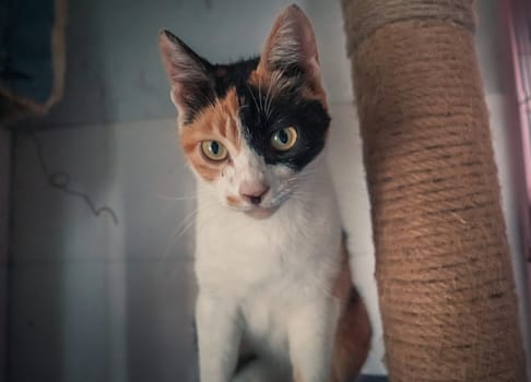 Portrait shot of homeless stray cat living in the animal shelter. Shelter for animals concept