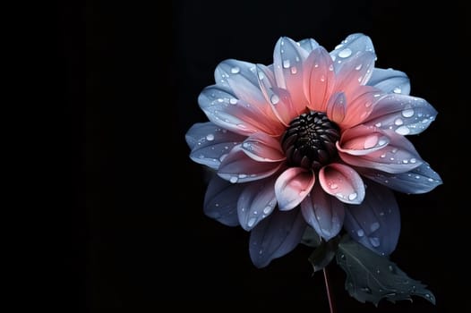 Red dahlia flower with water drops isolated on black background. Flowering flowers, a symbol of spring, new life. A joyful time of nature waking up to life.