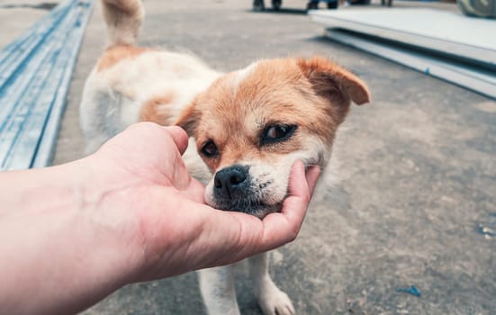 Male hand petting stray dog in pet shelter. People, Animals, Volunteering And Helping Concept.