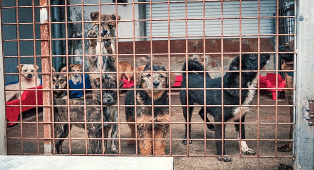 Lonely sad abandoned stray dogs behind the fence at animal shelter. Best human's friends waiting for a forever home. Animal rescue concept