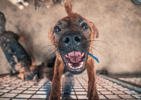 Portrait of lonely sad abandoned stray dog behind the fence at animal shelter. Best human's friend is waiting for a forever home. Animal rescue concept