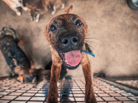 Portrait of lonely sad abandoned stray dog behind the fence at animal shelter. Best human's friend is waiting for a forever home. Animal rescue concept