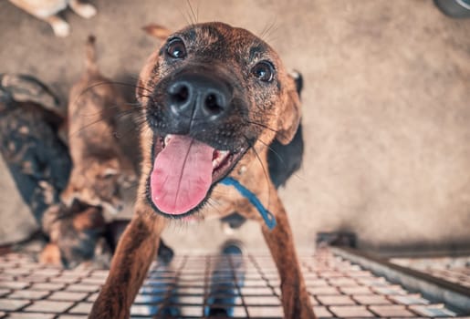 Portrait of lonely sad abandoned stray dog behind the fence at animal shelter. Best human's friend is waiting for a forever home. Animal rescue concept