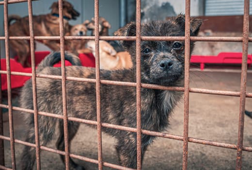 Portrait of sad dog in shelter behind fence waiting to be rescued and adopted to new home.