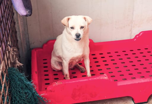 Sad dog in shelter waiting to be rescued and adopted to new home.