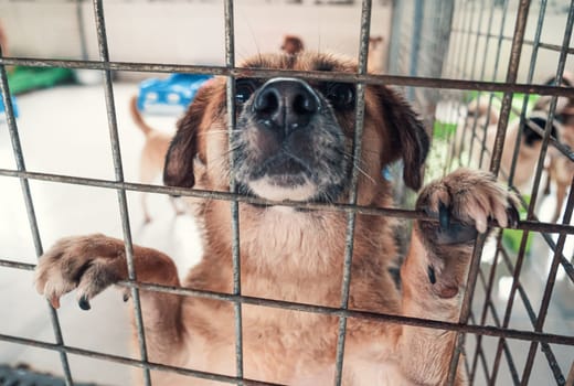 Portrait of lonely sad abandoned stray dog behind the fence at animal shelter. Best human's friend is waiting for a forever home. Animal rescue concept