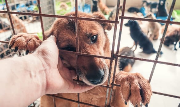 Portrait of lonely sad abandoned stray dog behind the fence at animal shelter. Best human's friend is waiting for a forever home. Animal rescue concept