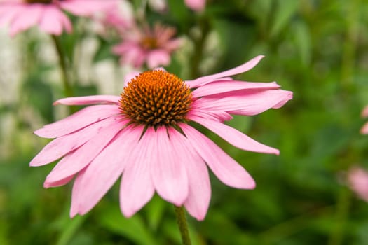 Beautiful daisies growing in the garden. Gardening concept, close-up. The flower is pollinated by a bumblebee