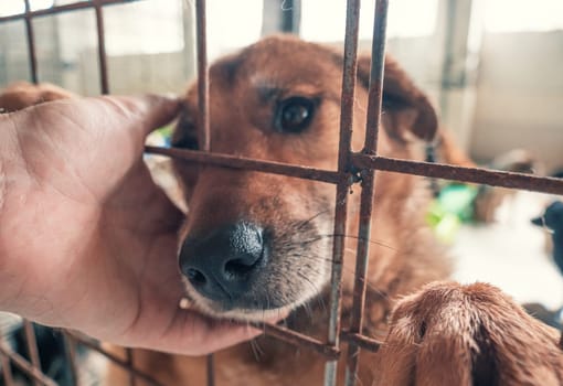 Portrait of lonely sad abandoned stray dog behind the fence at animal shelter. Best human's friend is waiting for a forever home. Animal rescue concept