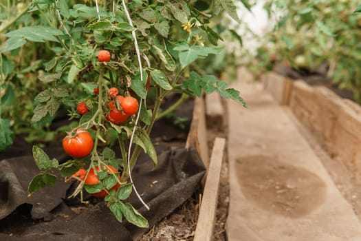 Tomatoes are hanging on a branch in the greenhouse. The concept of gardening and life in the country. A large greenhouse for growing homemade tomatoes