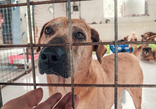 Portrait of lonely sad abandoned stray dog behind the fence at animal shelter. Best human's friend is waiting for a forever home. Animal rescue concept